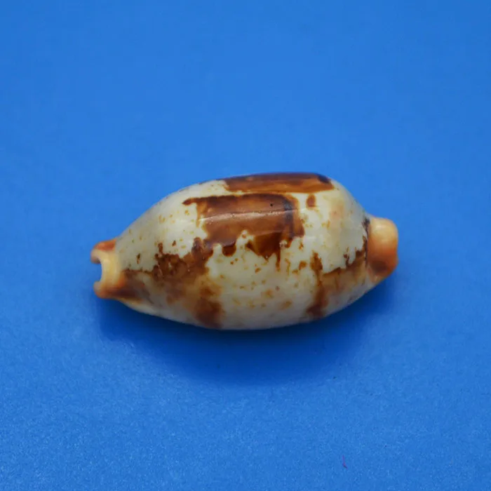 2.8 cm block snail natural rare conch collection home decoration 
2.8 cm block snail natural rare conch collection home decoration