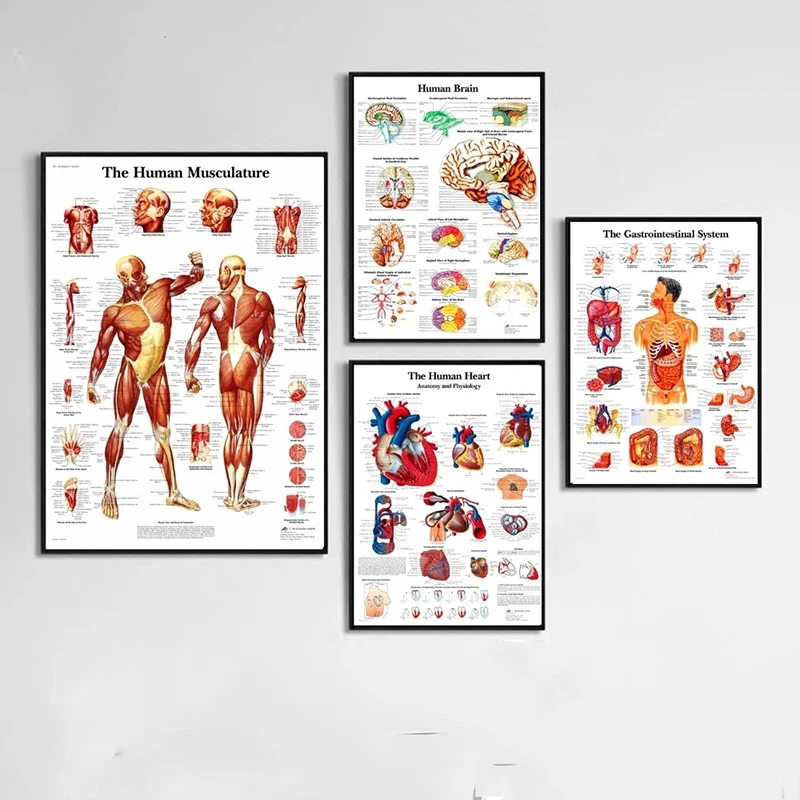 Posters of The Human Anatomy System and Printed Canvas Pictures Are Used As Art Decorations on The Walls of The Hospital Office
Posters of The Human Anatomy System and Printed Canvas Pictures Are Used As Art Decorations on The Walls of The Hospital Office