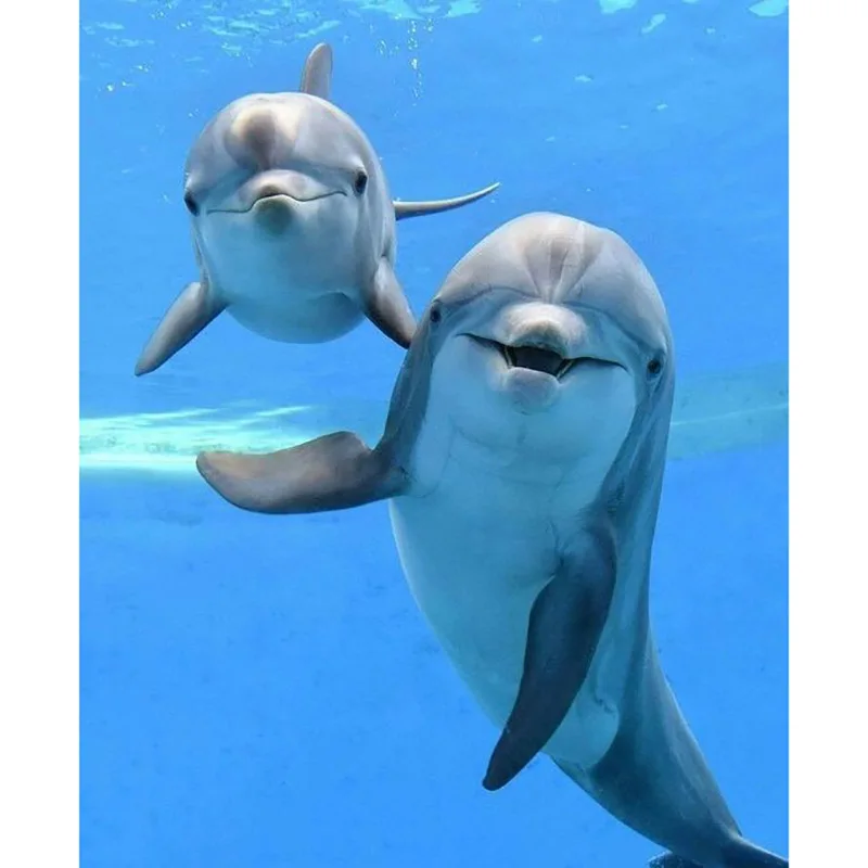 5D Diamond Painting Dolphin Diamond Embroidery Animals Pictures Full Square Round Rhinestones Mosaic Cross Stitch Hnadmade Gift
5D Diamond Painting Dolphin Diamond Embroidery Animals Pictures Full Square Round Rhinestones Mosaic Cross Stitch Hnadmade Gift