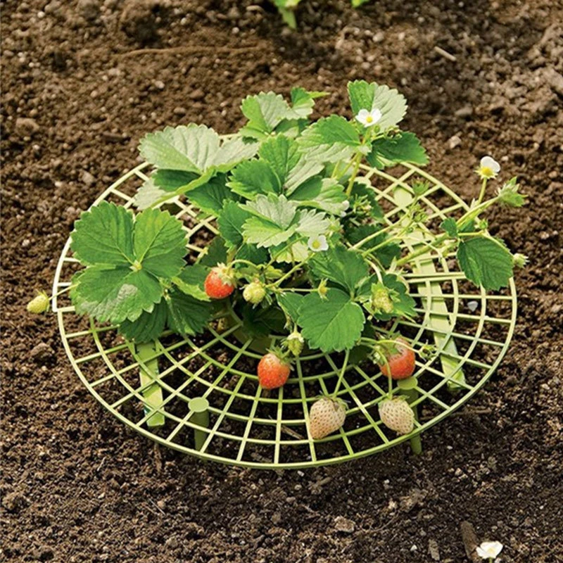 20/10/5PCS Strawberry Stand Frame Holder Balcony Planting Rack Fruit Support Plant Flower Climbing Vine Pillar Gardening Stand
20/10/5PCS Strawberry Stand Frame Holder Balcony Planting Rack Fruit Support Plant Flower Climbing Vine Pillar Gardening Stand