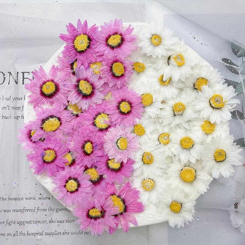 60pcs Pressed Dried Helipterum manglesii Flower Herbarium For Epoxy Resin Jewelry Making Bookmark Face Makeup Nail Art Craft
60pcs Pressed Dried Helipterum manglesii Flower Herbarium For Epoxy Resin Jewelry Making Bookmark Face Makeup Nail Art Craft