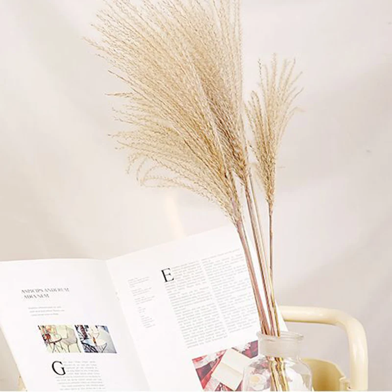 10PCS 50cm Dried Small Pampas Grass Phragmites Communis Artificial Plants Wedding Decorative Flower Bunch Home Decoration HFing
10PCS 50cm Dried Small Pampas Grass Phragmites Communis Artificial Plants Wedding Decorative Flower Bunch Home Decoration HFing
