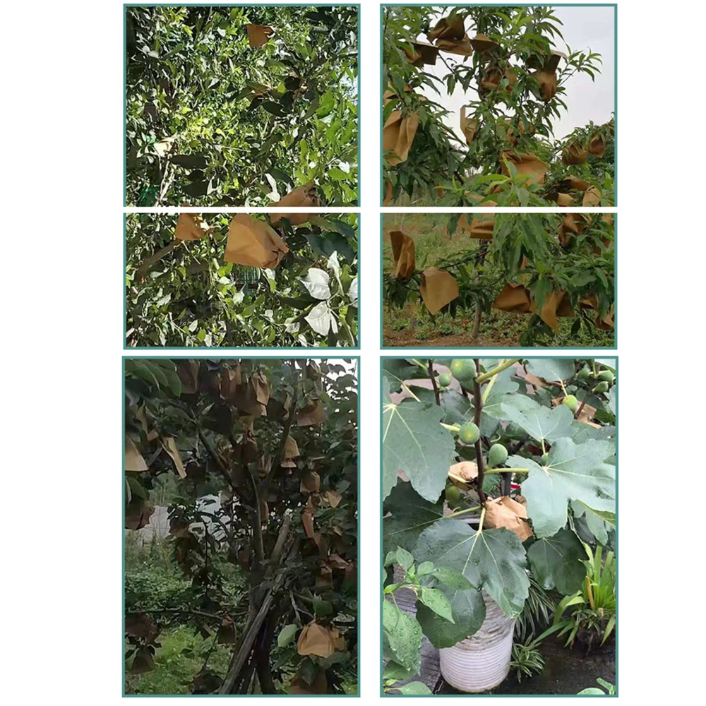 Pulp Paper Bag Against Insect Bird 50x180cm Reusable For Vegetable Pouch Shading And Breathable 100PCS
Pulp Paper Bag Against Insect Bird 50x180cm Reusable For Vegetable Pouch Shading And Breathable 100PCS