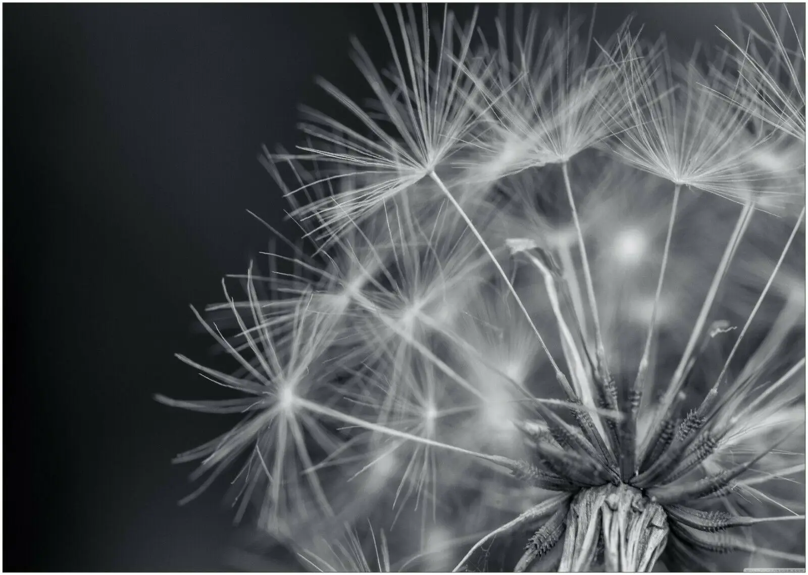 Сделайте желание, растение, природный ландшафт, искусство для дома, комнаты, фотография, постер
Сделайте желание, растение, природный ландшафт, искусство для дома, комнаты, фотография, постер