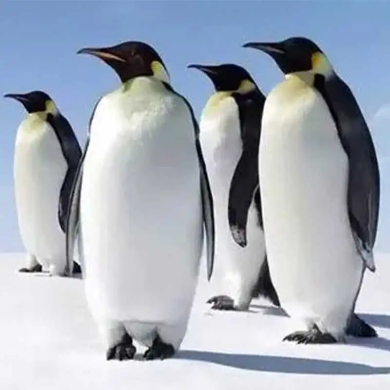 DIY animal penguin Candy Shape Tools Cake Stencil Kitchen Cupcake Decoration Template Mold Cookie Stencil Mold Baking Fondant
DIY animal penguin Candy Shape Tools Cake Stencil Kitchen Cupcake Decoration Template Mold Cookie Stencil Mold Baking Fondant