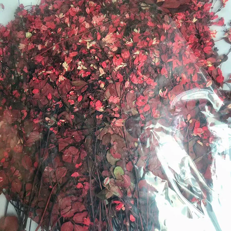 12pcs Dried Pressed Red Tang Songya Stalks Flower Plants Herbarium For Jewelry Postcard Phone Case Bookmark Invitation Card DIY
12pcs Dried Pressed Red Tang Songya Stalks Flower Plants Herbarium For Jewelry Postcard Phone Case Bookmark Invitation Card DIY