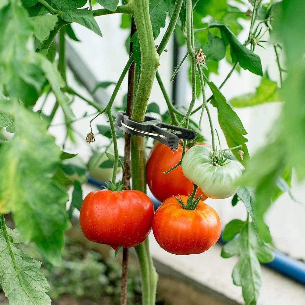 30/50/100pcs Reusable Plant Clips 4.5*3cm/6x4.5cm Plant Stems Stalks Vines Climb Fixed Clamp for Gardening Seedling Bracket Tool
30/50/100pcs Reusable Plant Clips 4.5*3cm/6x4.5cm Plant Stems Stalks Vines Climb Fixed Clamp for Gardening Seedling Bracket Tool