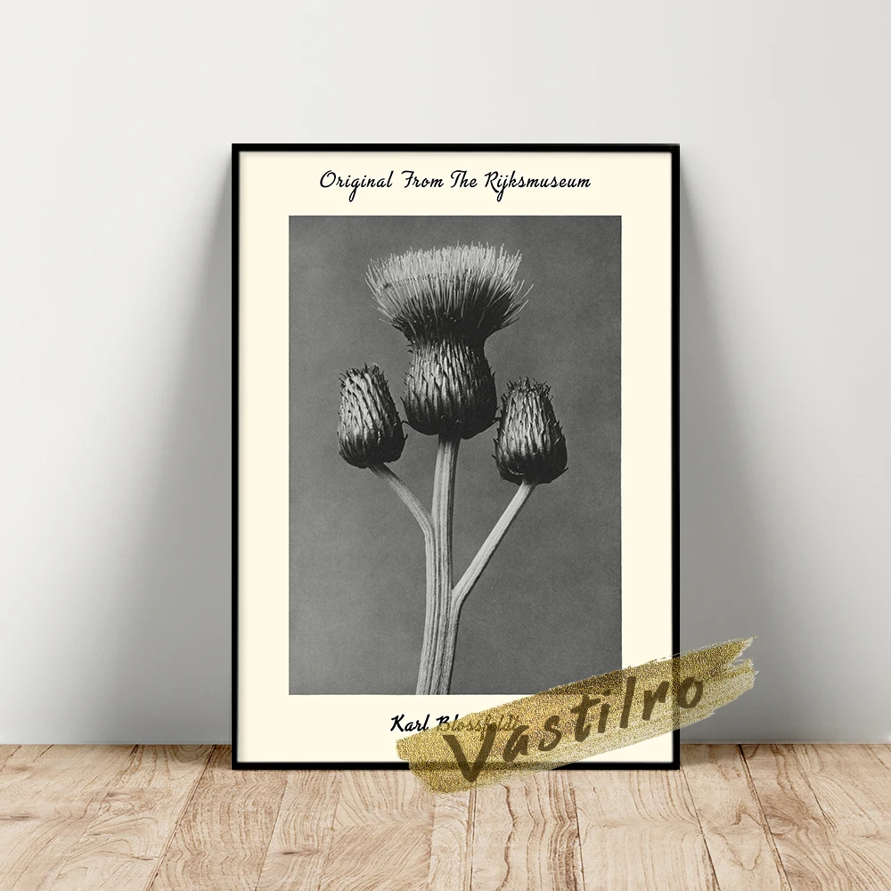 Karl Blossfeldt Exhibition Poster, Cirsium Canum Queen Anne Thistle Enlarged 4 Times Picture, Blossfeldt Plant Photo Art Prints
Karl Blossfeldt Exhibition Poster, Cirsium Canum Queen Anne Thistle Enlarged 4 Times Picture, Blossfeldt Plant Photo Art Prints