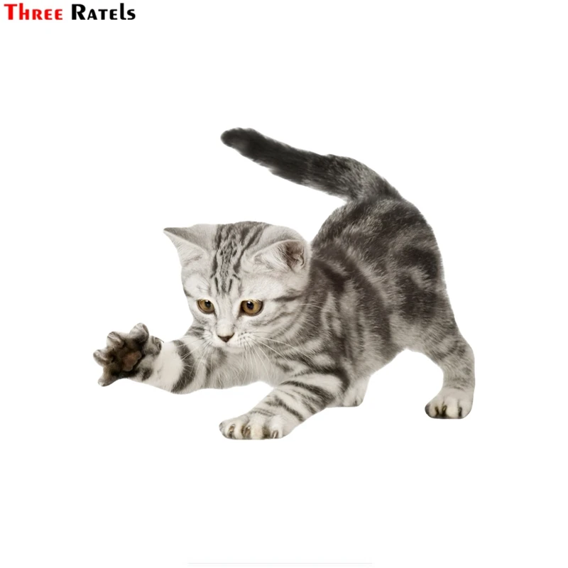 Three ratels FTC-757#14x17cm American Shorthair cat kitten scratching window wall auto motorcycle car sticker decal
Three ratels FTC-757#14x17cm American Shorthair cat kitten scratching window wall auto motorcycle car sticker decal