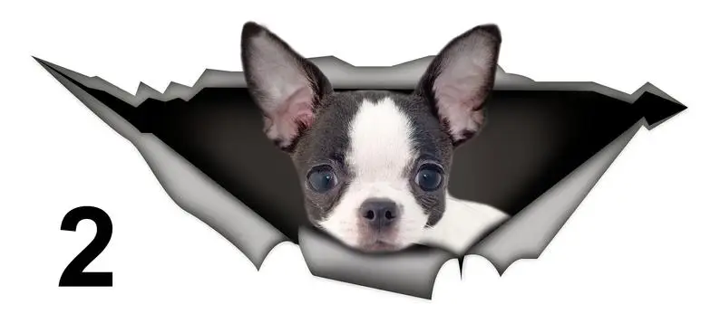 2021 black and white chihuahua car sticker, Vinyl decal,Pet sticker, Dog decal 
2021 black and white chihuahua car sticker, Vinyl decal,Pet sticker, Dog decal