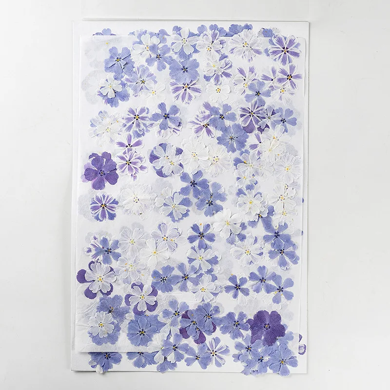 60pcs Pressed Dried Flower Phlox drummondii Herbarium For Make Up Nail Art Jewelry Bookmark Phone Case Invitation Card DIY 
60pcs Pressed Dried Flower Phlox drummondii Herbarium For Make Up Nail Art Jewelry Bookmark Phone Case Invitation Card DIY