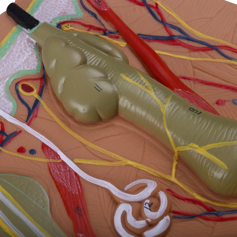 Skin Model,Skin and Hair Structure Enlarge Model Anatomical Model Anatomy for Science Classroom Study Display Teaching Model