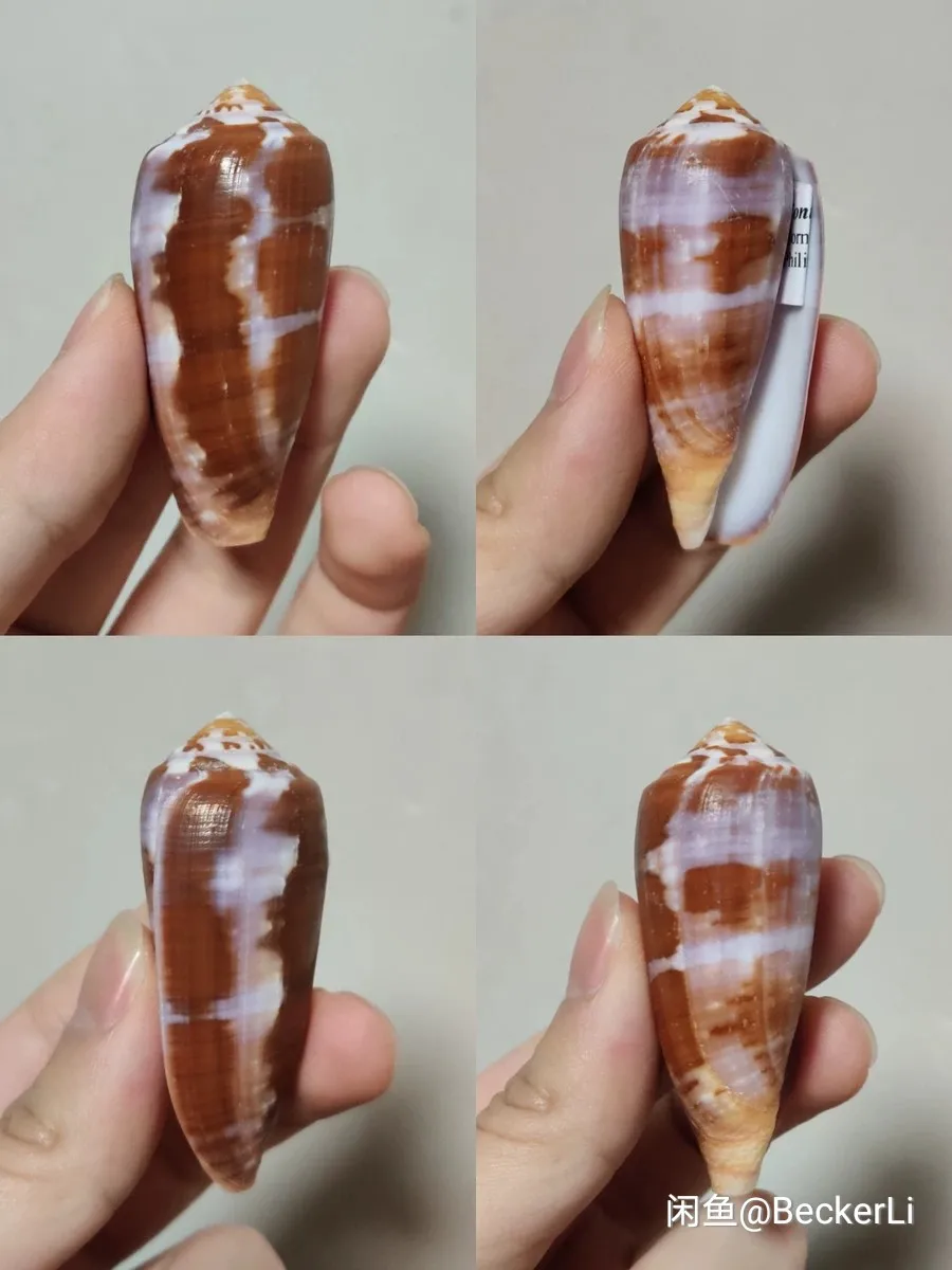 6.53 cm Masculine Conch Rare Conch Collection
6.53 cm Masculine Conch Rare Conch Collection