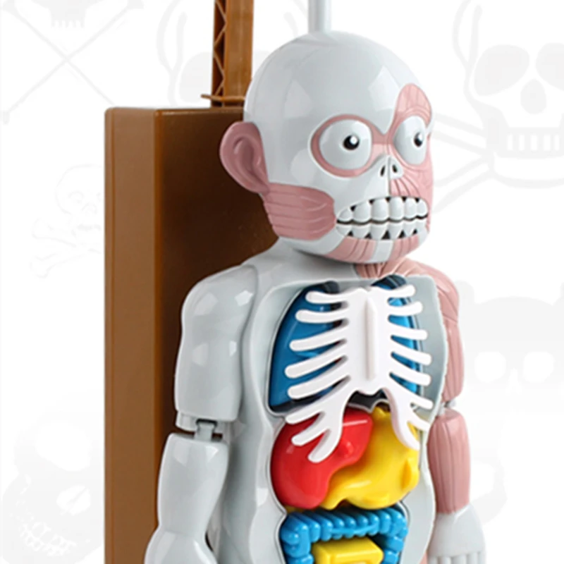 1 шт. забавная модель человека украшение для дома скелета в сборе настольная