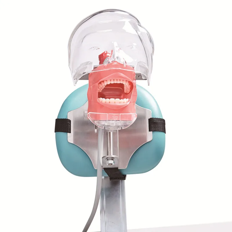 Dental Teaching Head Model Plastic Educational Dental Teeth Model Manikin Phantom Head Models Fix on Table
Dental Teaching Head Model Plastic Educational Dental Teeth Model Manikin Phantom Head Models Fix on Table