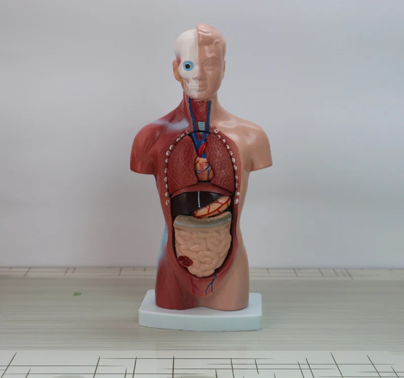 Женская, анатомическая модель висцерала, торс 26 см, 15 частей
Женская, анатомическая модель висцерала, торс 26 см, 15 частей