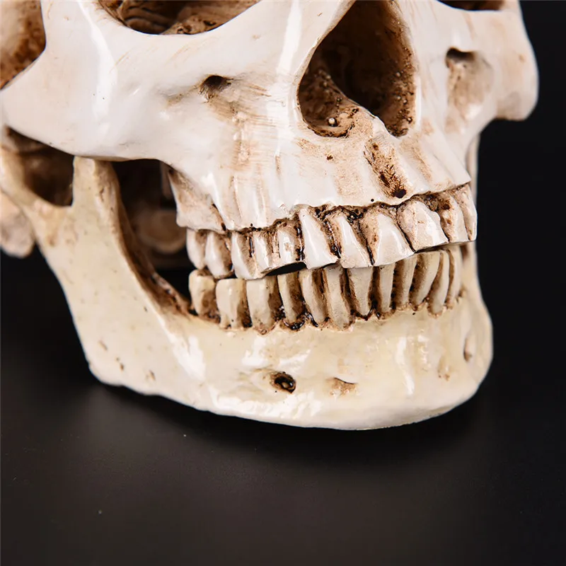 Human Head Resin Replica Medical Model High Quality Decorative Craft Skull Lifesize 1:1 Halloween Home Decoration
Human Head Resin Replica Medical Model High Quality Decorative Craft Skull Lifesize 1:1 Halloween Home Decoration