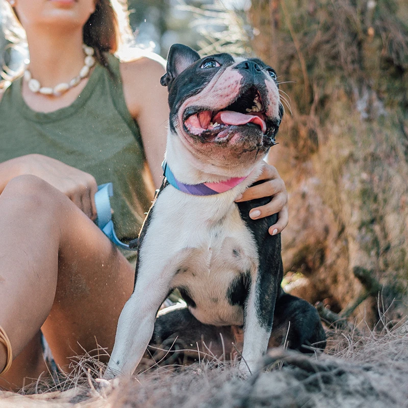 Collar Perro Soft Slip Adjustable P Chain, Choke Dog Training for Small Medium Large Dogs Pitbull Bulldog Beagle
Collar Perro Soft Slip Adjustable P Chain, Choke Dog Training for Small Medium Large Dogs Pitbull Bulldog Beagle