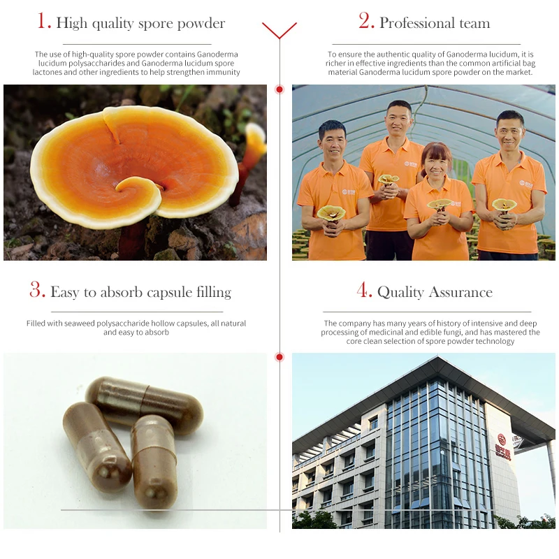 GANOHERB 5 Boxes Free Delivery Spore Ganoderma Lucidum Extract Capsules Enhance Physical Fitness Reduce Illness
GANOHERB 5 Boxes Free Delivery Spore Ganoderma Lucidum Extract Capsules Enhance Physical Fitness Reduce Illness