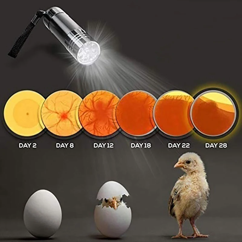 9 Eggs Incubator Automatic Temperature Control Hatchery Brooder with LED lamp for Duck Chicken Bird Quail
9 Eggs Incubator Automatic Temperature Control Hatchery Brooder with LED lamp for Duck Chicken Bird Quail