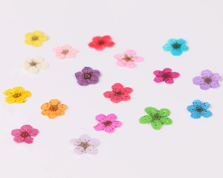 100pcs Pressed Dried Plum Blossom Flower Plant Herbarium For Times Gems Jewelry Pendant Rings Earrings Flower Making Accessories
100pcs Pressed Dried Plum Blossom Flower Plant Herbarium For Times Gems Jewelry Pendant Rings Earrings Flower Making Accessories