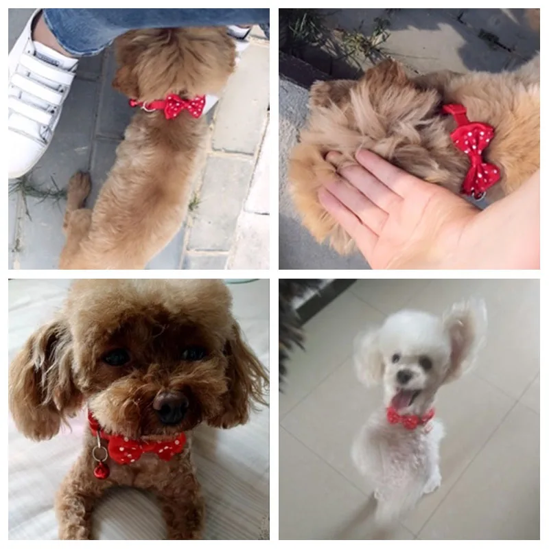 Puppy Dog Pet Bowtie Collar Adjustable Nylon Strap Pet Collar Kitten 1.0cm Bow Doggy With Bell Collar Tie And Little 19-32cm
Puppy Dog Pet Bowtie Collar Adjustable Nylon Strap Pet Collar Kitten 1.0cm Bow Doggy With Bell Collar Tie And Little 19-32cm