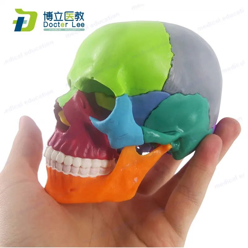 15 Parts Mini Anatomy Human Colorful Skull Skeleton Model Disassemble Bone Skeleton Model for Medical Teaching Tool
15 Parts Mini Anatomy Human Colorful Skull Skeleton Model Disassemble Bone Skeleton Model for Medical Teaching Tool