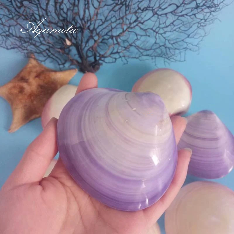 Aqumotic Natural Double Shell Conch Purpura Clam Shell Fish Aquarium Landscaping Decoration Indonesia Sanguinolaria 
Aqumotic Natural Double Shell Conch Purpura Clam Shell Fish Aquarium Landscaping Decoration Indonesia Sanguinolaria