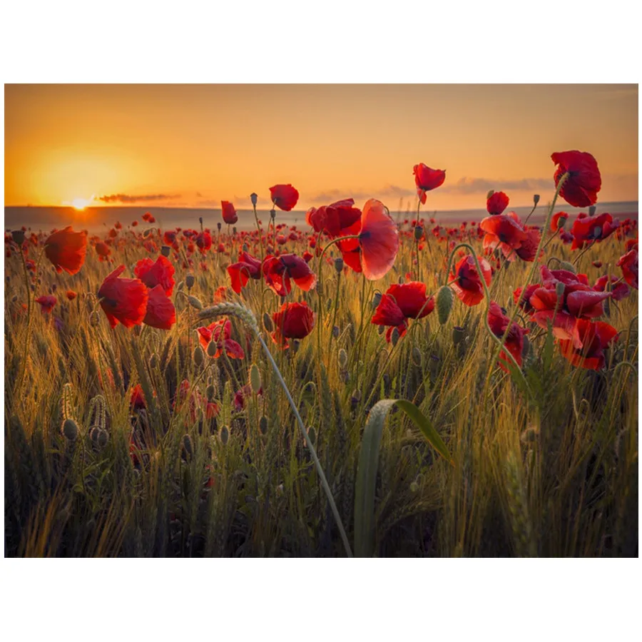 5D Diamond Painting Scenic Flower Poppy diamond embroidery Full square cross stitch rhinestone home decoration gift
5D Diamond Painting Scenic Flower Poppy diamond embroidery Full square cross stitch rhinestone home decoration gift