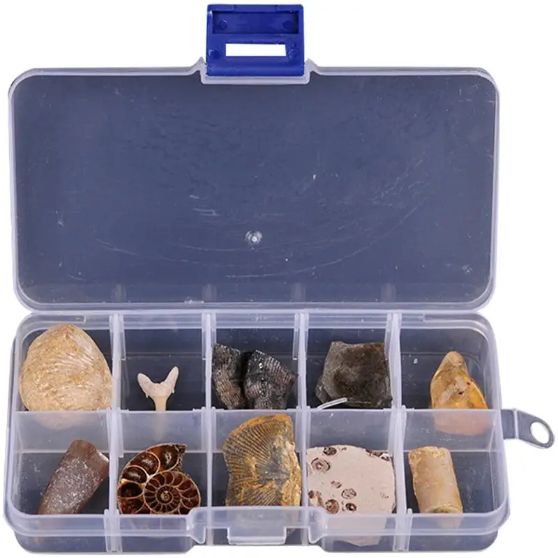 10 pcs Paleontological Fossils Creative Paleontology Fossils Science Decor Fossil Specimen Teaching Material
10 pcs Paleontological Fossils Creative Paleontology Fossils Science Decor Fossil Specimen Teaching Material