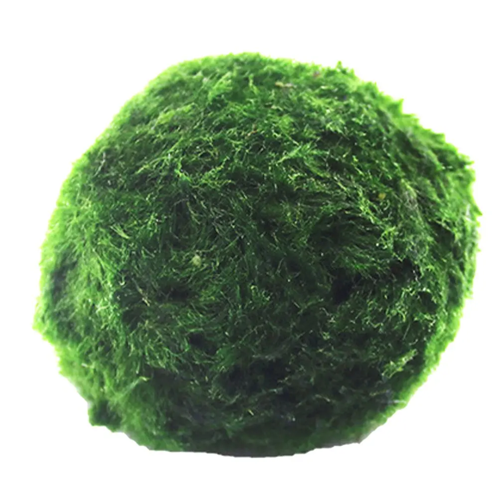 Authentic Aquarium Ball Landscaping Happy Green Environmental Fish Tank Decoration Water Plants Seaweed Water Tank Plants 4pcs
Authentic Aquarium Ball Landscaping Happy Green Environmental Fish Tank Decoration Water Plants Seaweed Water Tank Plants 4pcs