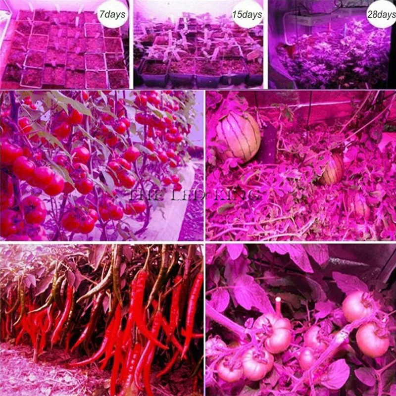 Phyto Lamp Full Spectrum LED Grow Light E27 Plant Lamp Fitolamp For Indoor Seedlings Flower Fitolampy Grow Tent Box
Phyto Lamp Full Spectrum LED Grow Light E27 Plant Lamp Fitolamp For Indoor Seedlings Flower Fitolampy Grow Tent Box