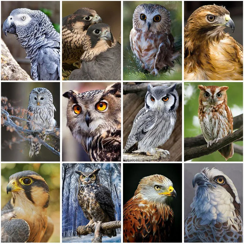 DIY Eagle 5D Diamond Painting Full Square Drill Mosaic Animal Diamond Embroidery Resin Cross Stitch Kits Wall Art Home Decor
DIY Eagle 5D Diamond Painting Full Square Drill Mosaic Animal Diamond Embroidery Resin Cross Stitch Kits Wall Art Home Decor