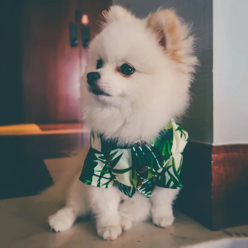 Dog Shirts Hawaii Green Bamboo Pet Colorful Summer Hawaii Style Costume Cool Breathable Chiffon Short Sleeve Printed Shirt
Dog Shirts Hawaii Green Bamboo Pet Colorful Summer Hawaii Style Costume Cool Breathable Chiffon Short Sleeve Printed Shirt