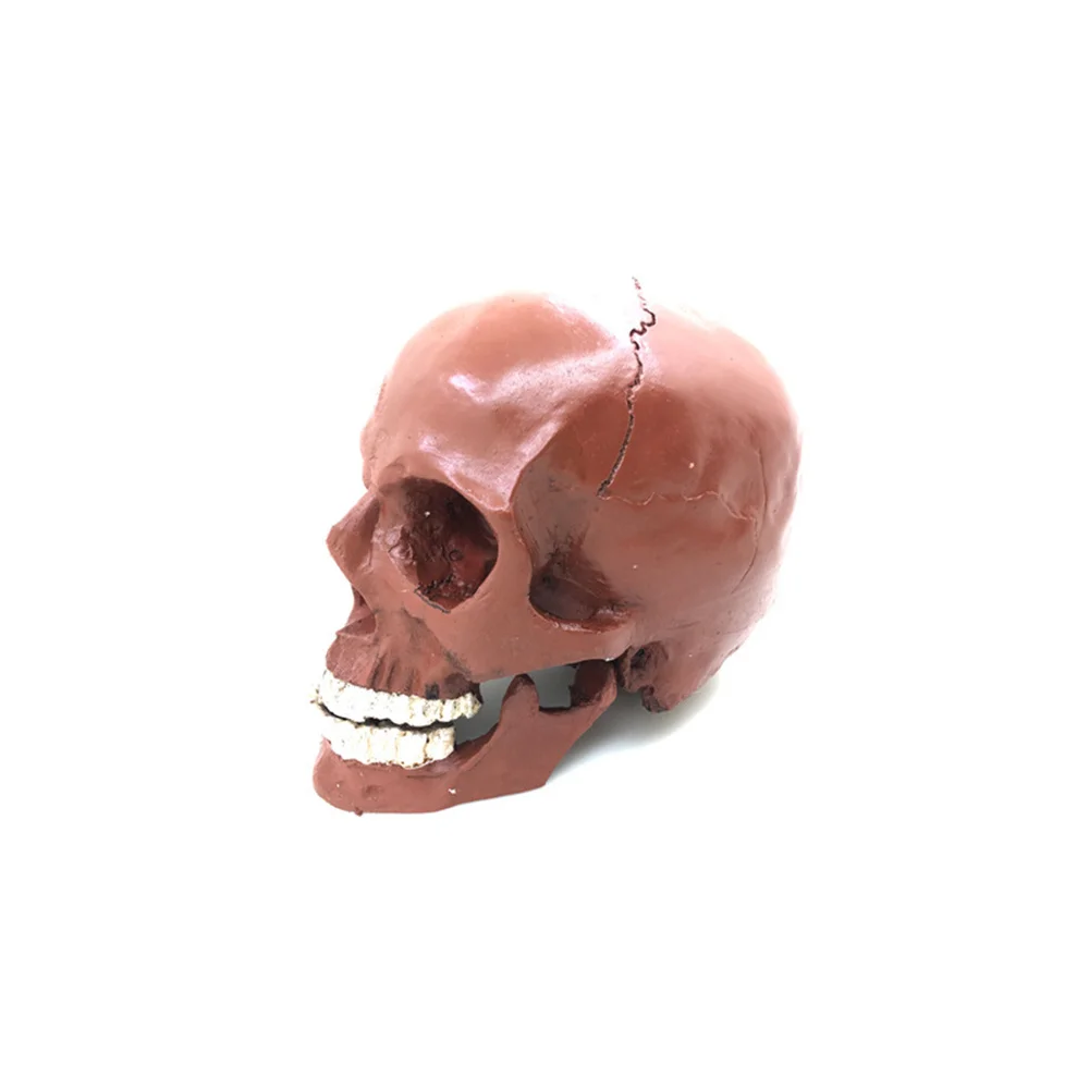 Lifesize 1:1 Human Model Replica Resin Anatomical Tracing Teaching Skeleton Decoration Statue
Lifesize 1:1 Human Model Replica Resin Anatomical Tracing Teaching Skeleton Decoration Statue