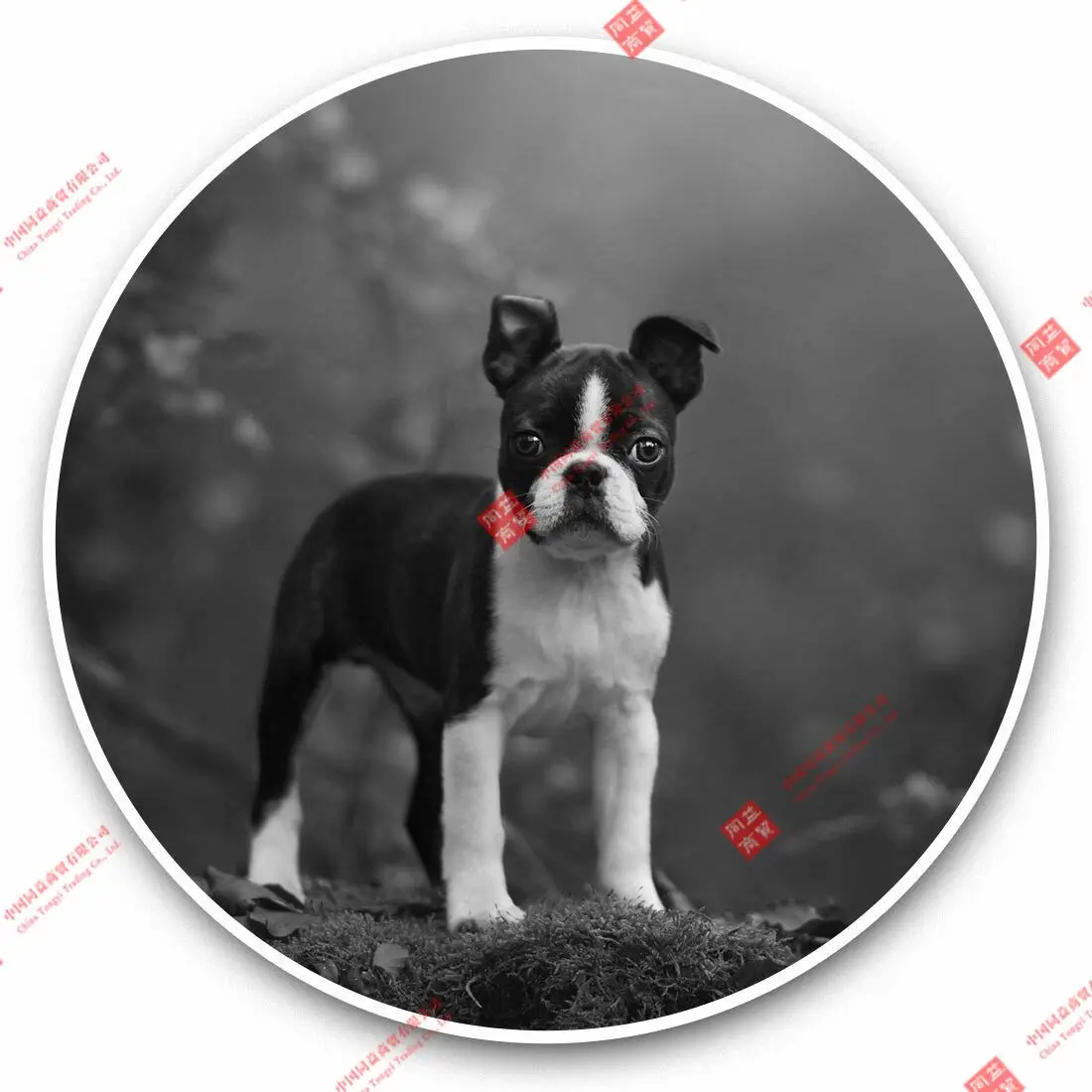 Personality Vinyl Stickers (bw) - Boston Terrier Puppy Dog Fun Racing Motorcycle Helmet Stickers
Personality Vinyl Stickers (bw) - Boston Terrier Puppy Dog Fun Racing Motorcycle Helmet Stickers
