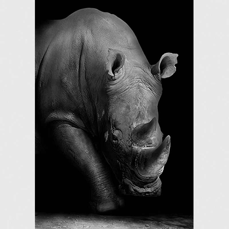 Canvas Painting Animal Wall Art Rhinoceros Elephant Zebra Posters and Prints Wall Pictures for Living Room Decoration Home Decor
Canvas Painting Animal Wall Art Rhinoceros Elephant Zebra Posters and Prints Wall Pictures for Living Room Decoration Home Decor