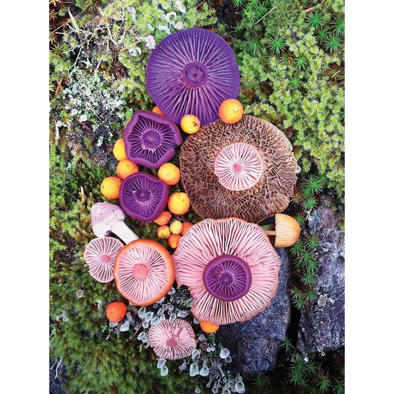 5d DIY Diamond Painting Full Square Diamond Embroidered Mushroom Plant Diamond Painting Natural Scenery Mosaic Set Crafts C38
5d DIY Diamond Painting Full Square Diamond Embroidered Mushroom Plant Diamond Painting Natural Scenery Mosaic Set Crafts C38
