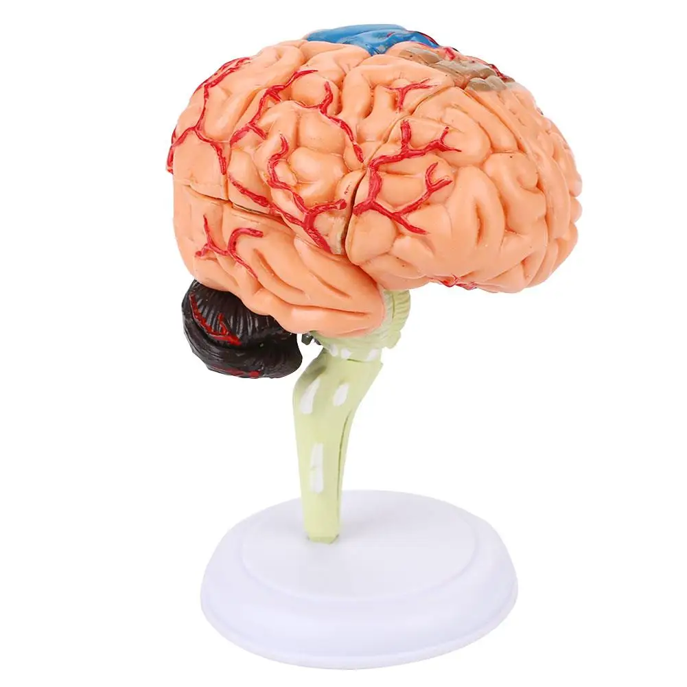 Brain Anatomy Model Durable Visual 4D 32 Blocks Study Scientific Medical Teaching Model PVC Anatomical Detachable
Brain Anatomy Model Durable Visual 4D 32 Blocks Study Scientific Medical Teaching Model PVC Anatomical Detachable