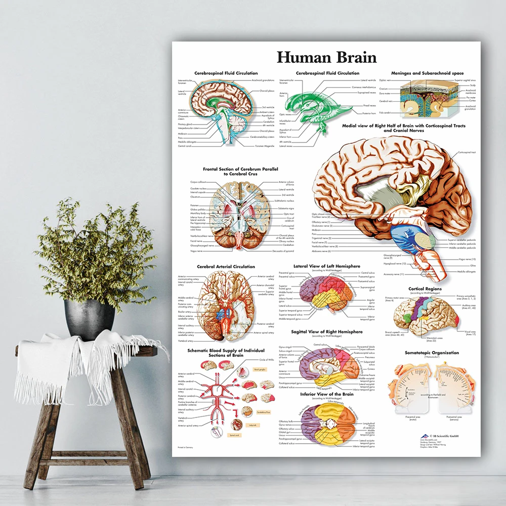 HD Печать картины человеческого мозга домашний декор холст анатомический плакат