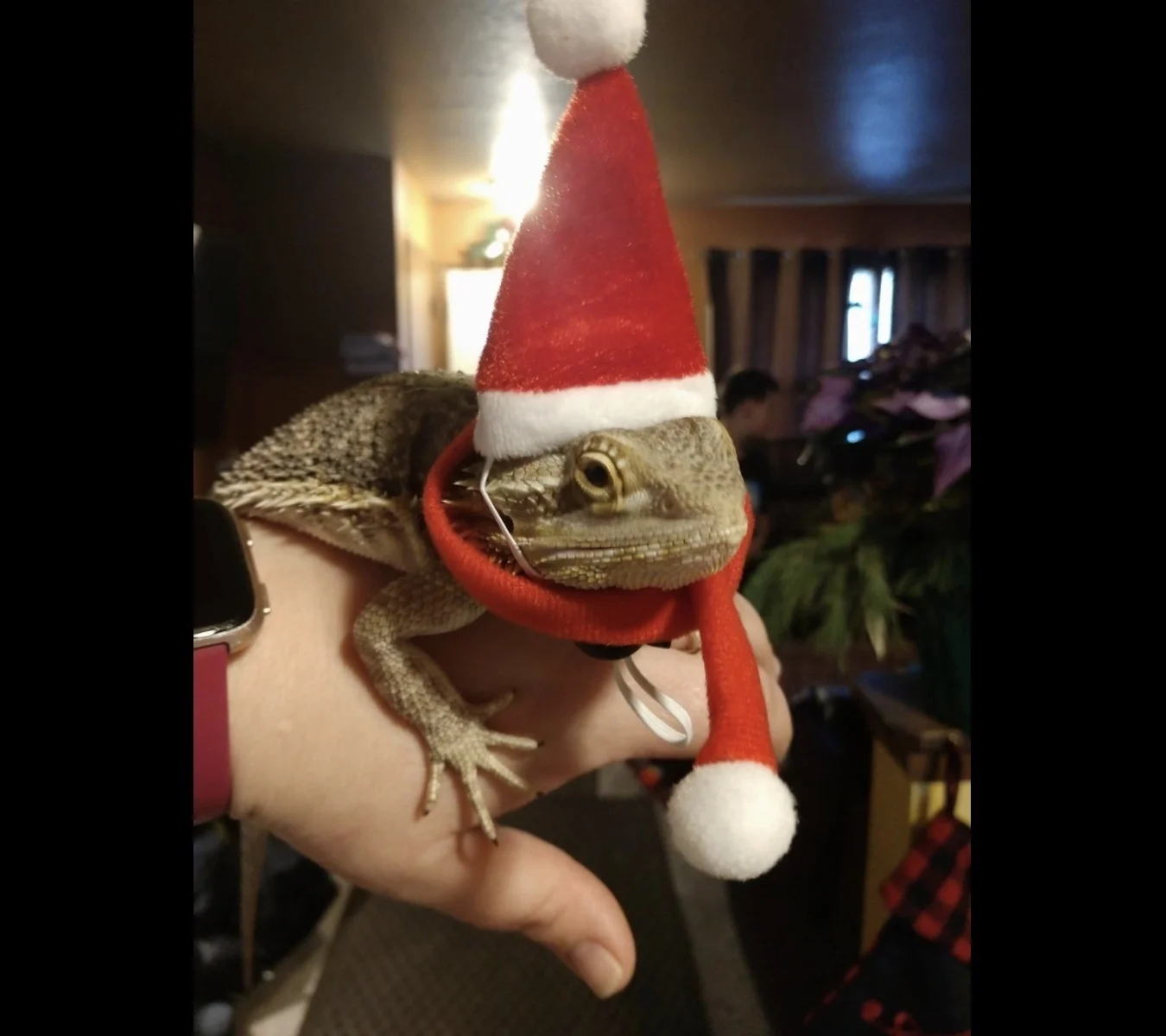 Bearded dragon Christmas Hat and Scarf Set with Elastic Chin Strap Reptile Apparel Handmade Flannel Skin Protection Gift Photo
Bearded dragon Christmas Hat and Scarf Set with Elastic Chin Strap Reptile Apparel Handmade Flannel Skin Protection Gift Photo