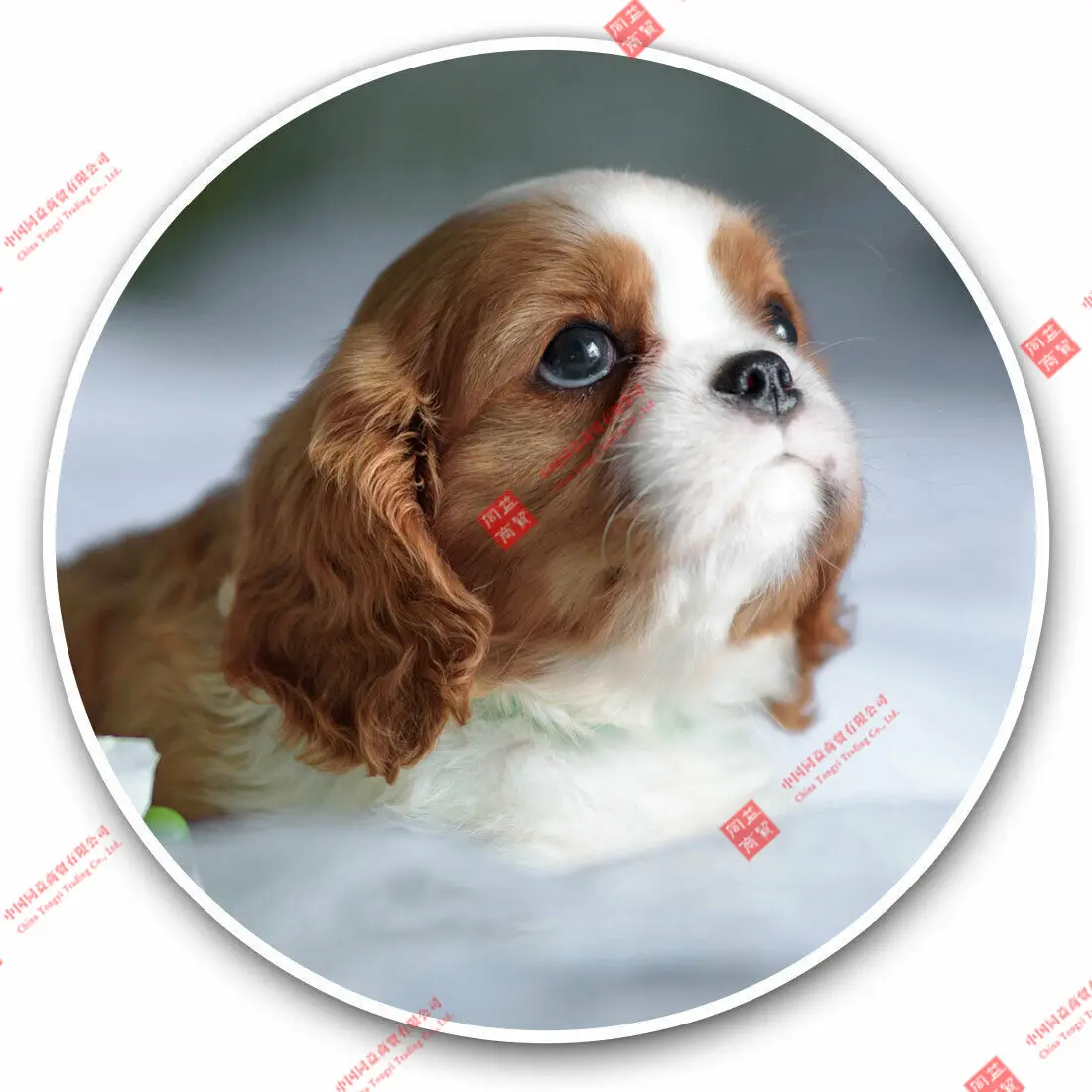 Personality Vinyl Stickers Cavalier Charles Spaniel Puppy Dog Cool Gift Racing Motorcycle Helmet Stickers 
Personality Vinyl Stickers Cavalier Charles Spaniel Puppy Dog Cool Gift Racing Motorcycle Helmet Stickers