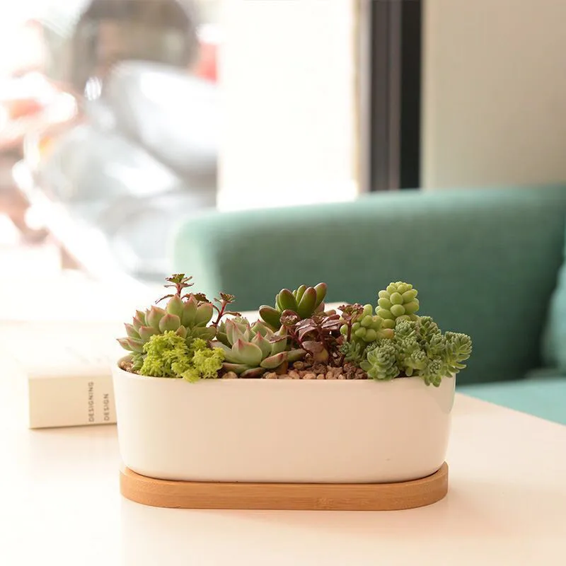 White Porcelain Succulents Pot Green Plants Flower Pot With Bamboo Tray Creative Office Tabletop Planter Concise Vase Home Decor
White Porcelain Succulents Pot Green Plants Flower Pot With Bamboo Tray Creative Office Tabletop Planter Concise Vase Home Decor
