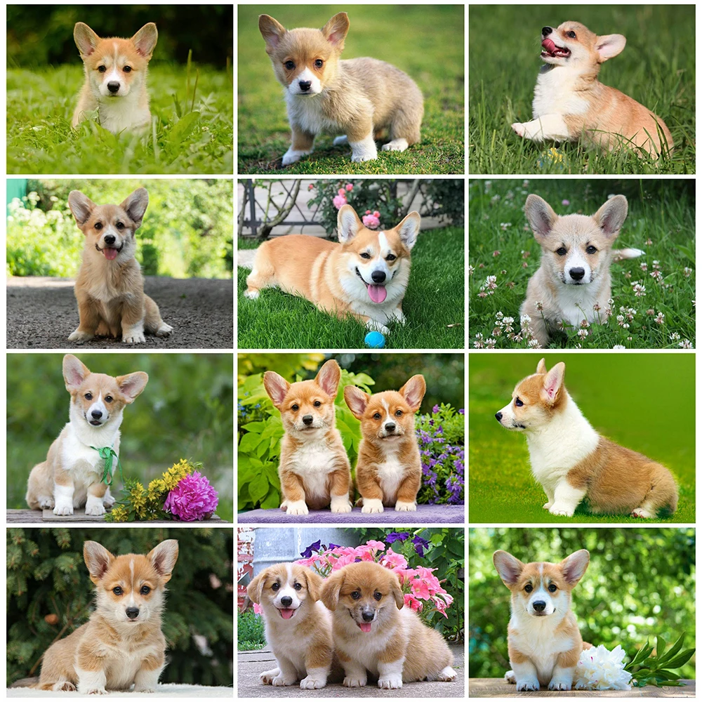 EverShine Diamond Painting Dog Full Square 5D Diamond Embroidery Animal Cross Stitch Mosaic Corgi Picture Handmade Hobby
EverShine Diamond Painting Dog Full Square 5D Diamond Embroidery Animal Cross Stitch Mosaic Corgi Picture Handmade Hobby