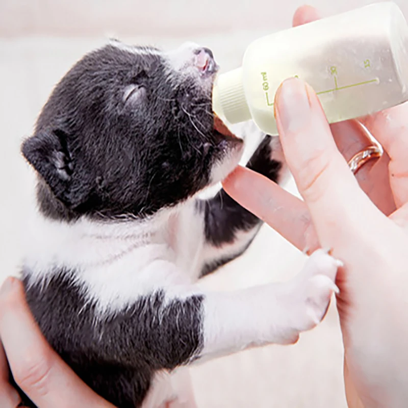 Cat Accessories Newborn Dog Cat Kitten Feeding Bottle Small Pacifier Pet Feeding Bottle Set Cat And Dog Products
Cat Accessories Newborn Dog Cat Kitten Feeding Bottle Small Pacifier Pet Feeding Bottle Set Cat And Dog Products