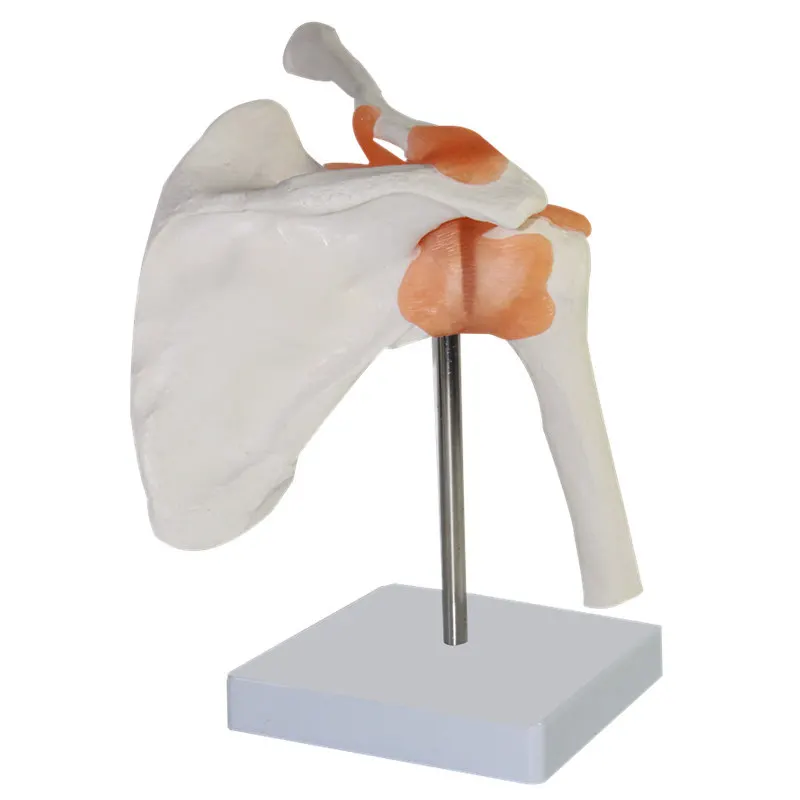 1:1 LifeSize Human Anatomy Skeleton Anatomical Model Skull Odontologia Shoulder Bone Muscle Joint Anatomical Model with Ligament
1:1 LifeSize Human Anatomy Skeleton Anatomical Model Skull Odontologia Shoulder Bone Muscle Joint Anatomical Model with Ligament
