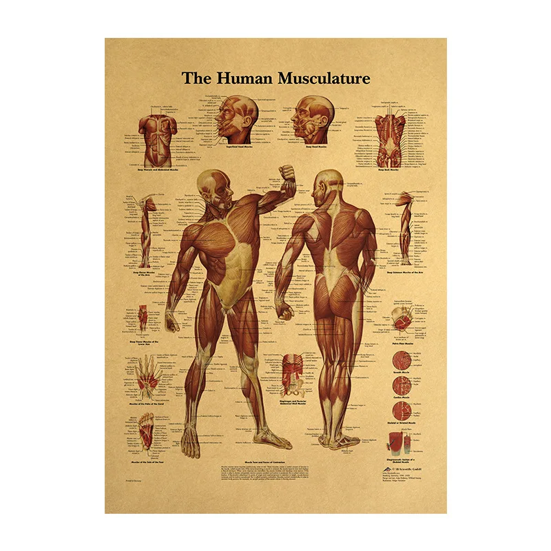 Human body illustration - muscle tissue kraft paper retro poster classroom Museum decorative painting posters and prints
Human body illustration - muscle tissue kraft paper retro poster classroom Museum decorative painting posters and prints
