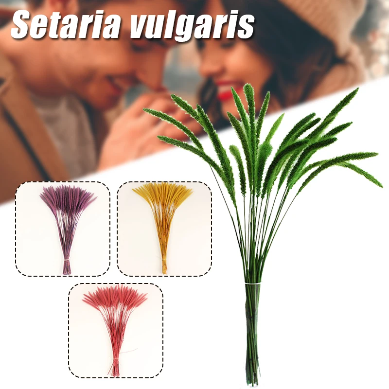 20 шт. настоящие натуральные сухие цветы Setaria Viridis, декоративные сухие растения, собака хвост, трава, стол, фото украшение, аксессуары DC156
20 шт. настоящие натуральные сухие цветы Setaria Viridis, декоративные сухие растения, собака хвост, трава, стол, фото украшение, аксессуары DC156