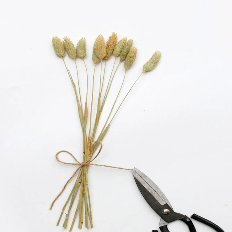 30 Stems Natural Dried Flowers Original Color Gem Grass Forest Art Home Decor Party Decoration Accessories Real Flower
30 Stems Natural Dried Flowers Original Color Gem Grass Forest Art Home Decor Party Decoration Accessories Real Flower