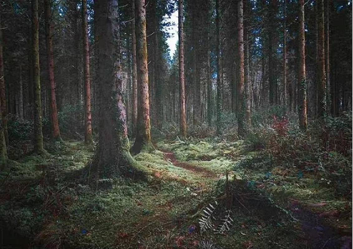 

Виниловый фон для вечерние съемки с изображением леса